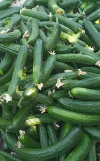 خیار بُستان درجه یک