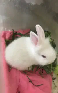 بچه خرگوش