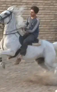 مادیان کرد سواریدار وکره