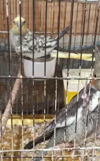 دو تا عروس هلندی
