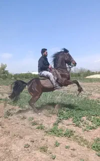 کره پاتریس اسوده 4ساله