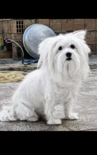 پیدا شده