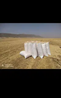 کاه