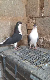 کبوتر
