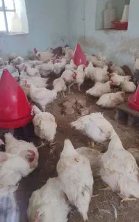مرغ گوشتی زنده