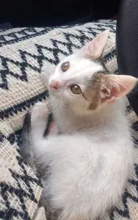 واگذاری رایگان گربه ماده ۵ ماهه عقیم شده