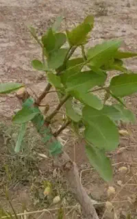 پیوند پسته و انار انگور