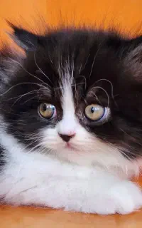 بچه گربه بریتیش لانگ هیر دوماهه ماده