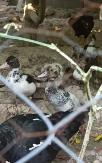 جوجه سیکا