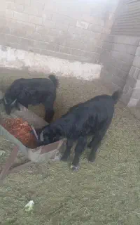 تیشتر شکم اول