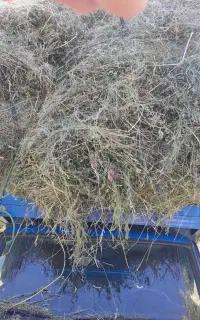 دوماشین یونجه چین اول