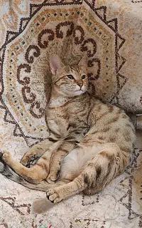 گربه جهت فروش