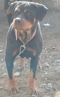 سگ نگهبان