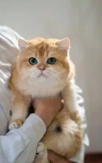 مجموعه دکتر نادری ((گربه های بریتیش))