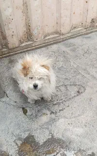 سگ شیتزو نر ۷ماهه