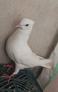 کفتر کبوتر