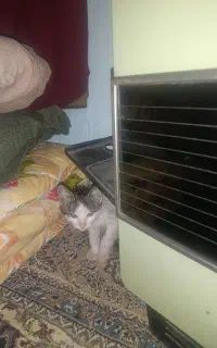 بچه گربه