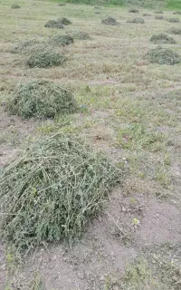 ۲تن یونجه