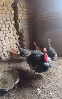 بوقلمون بالق با مرغ