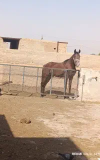 پزیرای اسب جهت پانسیون