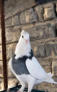 طوقی گمشده