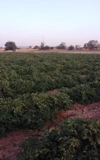 گندم پیشگام بذری