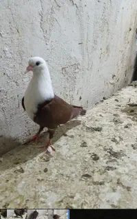 یک جفت کربلایی اس