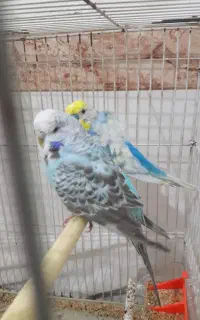 مرغ عشق انگلیسی