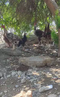 فروش مرغ لاری محلی