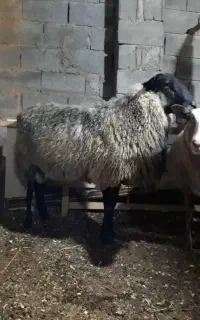 فروش نر رومانف