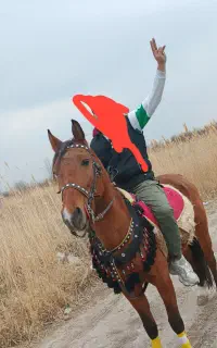 فروش فوری  اسب کرد