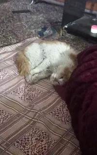 گربه‌ی ملوس و مهربون