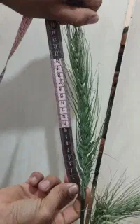 گندم اروپایی