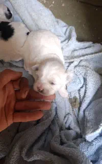 شیتزو اصل با ضمانت