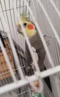 عروس هلندی کاملآ سالم