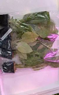 گیاه طبیعی آکواریوم