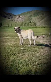 ماده سرابی