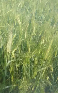 خرید وفروش پرس کاه جو وگندم
