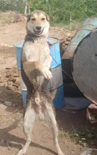 سگ ژرمن