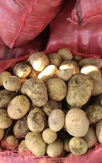 سیب زمینی سوپر بار