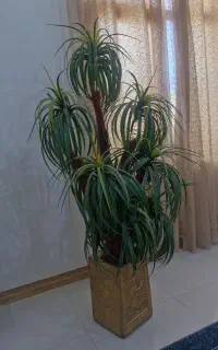 گلدون شیک نو تمیز بدون شکستی