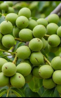 نهال چندلر