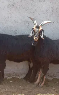 بز آبستن
