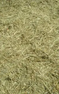 گیاه
