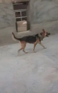 سگ ژرمن ماده