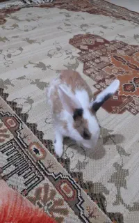 خرگوش
