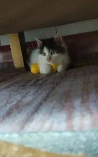 بچه گربه