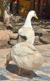 اردک