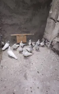 کله الماسی