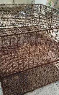 قفس مرغ و خروس
